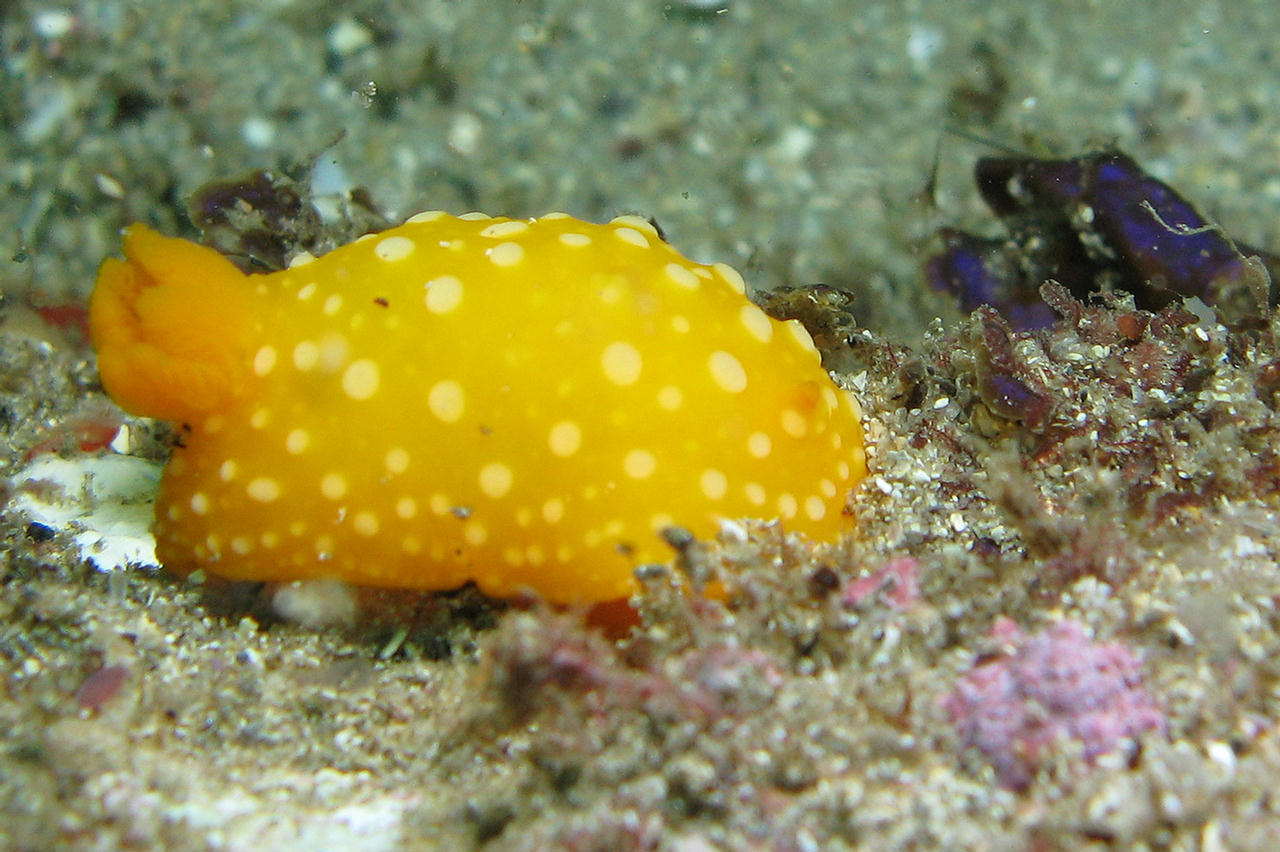 Neodoris chrysoderma